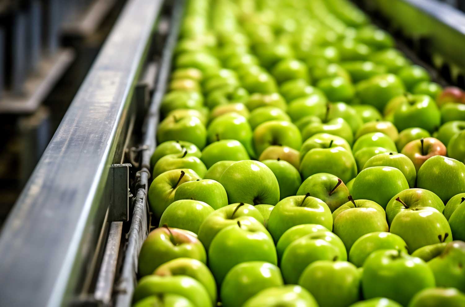 Apples on the conveyor belt